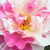Blanche-rose - Rosiers floribunda - Berlingot